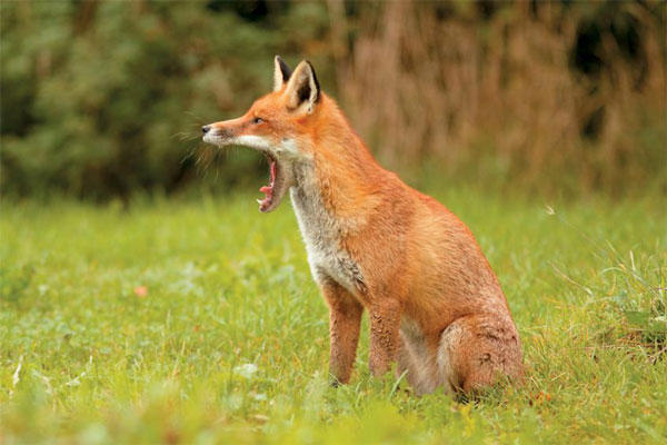 Συνεχίζεται η εκστρατεία εμβολιασμού των κόκκινων αλεπούδων κατά της λύσσας