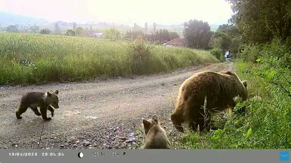 Κάμερα κατέγραψε αρκούδα με 3 αρκουδάκια στην Κοινότητα Δροσερού