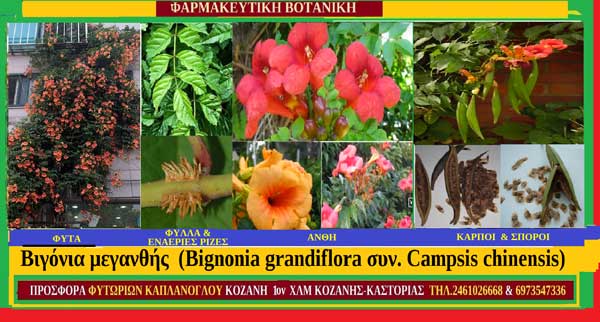 Κάμψις-Βιγόνια η μεγανθής (Bignonia grandiflora συν. Campsis chinensis)-Καλλιέργεια-ιατροφαρμακευτικές ιδιότητες