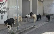 Μια διψασμένη αγέλη σκύλων στους δρόμους της Κοζάνης