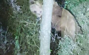 Σιάτιστα: Αρκούδα κυκλοφορεί εντός οικισμού!! Φωτογραφία
