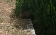 Περιβαλλοντική Οργάνωση Καλλιστώ: Απεγκλωβίστηκε αρκουδάκι 6 μηνών από προαύλιο ξενοδοχείου της Καστοριάς