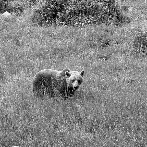 Η γενναία αρκουδίτσα Μπάρµπαρα που έζησε 25 χρόνια στον Αρκτούρο