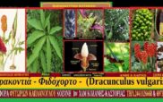 Δρακόντια – Φιδόχορτο – Dracunculus vulgaris