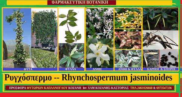 Ρυγχόσπερμο — Rhynchospermum jasminoides