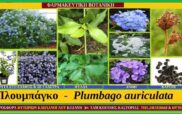 Πλουμπάγκο ή Μπλε Γιασεμί – Plumbago auriculata (Καλλιέργεια-ιατροφαρμακευτικές ιδιότητες)