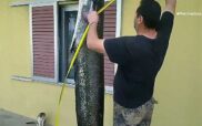 Μεσόλακος Γρεβενών: Ερασιτέχνης ψαράς έπιασε στα δίχτυα του γουλιανό μήκους 2,5 μέτρων