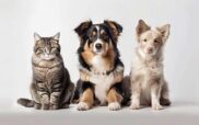 Δήμος Εορδαίας: Διήμερο δωρεάν στειρώσεων δεσποζόμενων γατιών και σκύλων ευπαθών ομάδων & ποιμενικών σκύλων